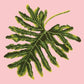 Philodendron Leaf Needlepoint Kit Kits Elizabeth Bradley Design Pale Rose 