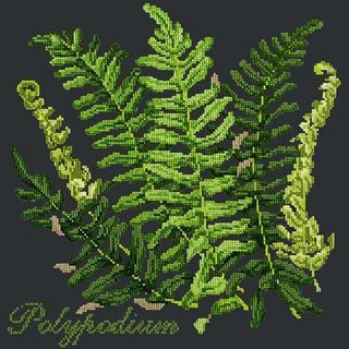 Polypodium Needlepoint Kit Kits Elizabeth Bradley Design Black 

