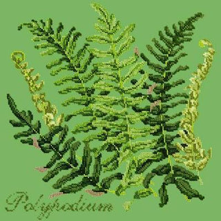 Polypodium Needlepoint Kit Kits Elizabeth Bradley Design Grass Green 

