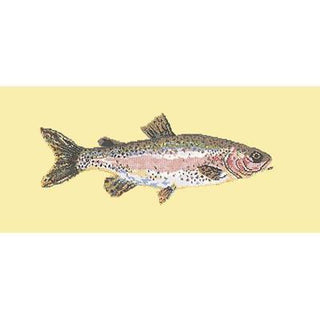 Rainbow Trout Needlepoint Kit Kits Elizabeth Bradley Design Butter Yellow 
