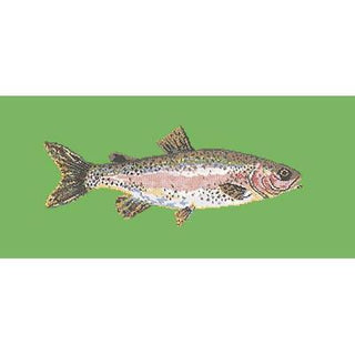 Rainbow Trout Needlepoint Kit Kits Elizabeth Bradley Design Grass Green 
