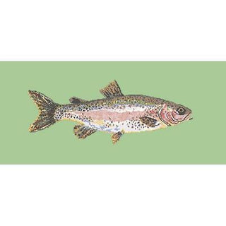 Rainbow Trout Needlepoint Kit Kits Elizabeth Bradley Design Pale Green 
