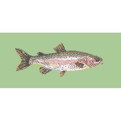 Rainbow Trout Needlepoint Kit Kits Elizabeth Bradley Design Pale Green 
