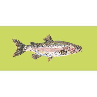 Rainbow Trout Needlepoint Kit Kits Elizabeth Bradley Design Pale Lime 
