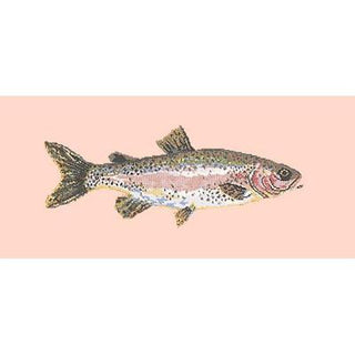 Rainbow Trout Needlepoint Kit Kits Elizabeth Bradley Design Salmon Pink 
