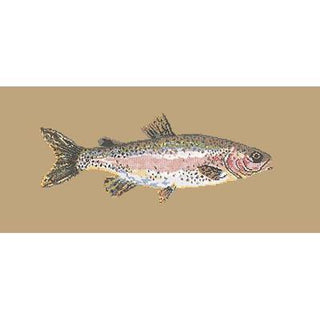 Rainbow Trout Needlepoint Kit Kits Elizabeth Bradley Design Sand 
