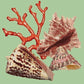 Red Coral Needlepoint Kit Kits Elizabeth Bradley Design Pale Green 