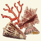 Red Coral Needlepoint Kit Kits Elizabeth Bradley Design Winter White 