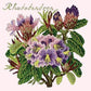 Rhododendron Needlepoint Kit Kits Elizabeth Bradley Design Cream 