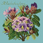 Rhododendron Needlepoint Kit Kits Elizabeth Bradley Design Duck Egg Blue 