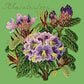 Rhododendron Needlepoint Kit Kits Elizabeth Bradley Design Grass Green 