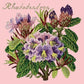 Rhododendron Needlepoint Kit Kits Elizabeth Bradley Design Pale Rose 