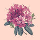 Rhododendron Needlepoint Kit Kits Elizabeth Bradley Design Salmon Pink 