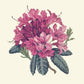 Rhododendron Needlepoint Kit Kits Elizabeth Bradley Design Winter White 
