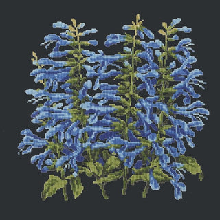 Salvia Kits Elizabeth Bradley Design Black 
