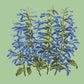 Salvia Kits Elizabeth Bradley Design Pale Green 