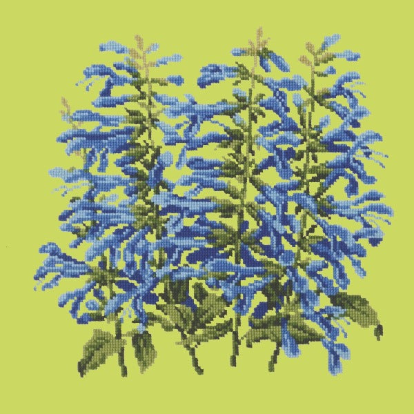 Salvia Kits Elizabeth Bradley Design Pale Lime 
