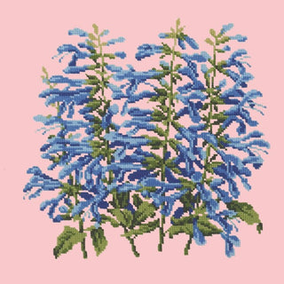 Salvia Kits Elizabeth Bradley Design Pale Rose 
