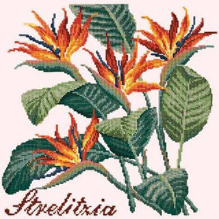 Strelitzia Needlepoint Kit Kits Elizabeth Bradley Design Cream 
