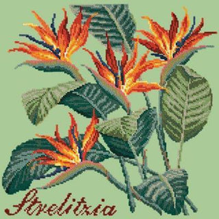 Strelitzia Needlepoint Kit Kits Elizabeth Bradley Design Pale Green 

