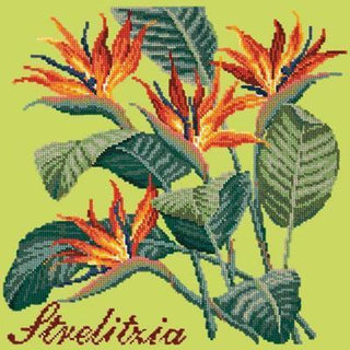 Strelitzia Needlepoint Kit Kits Elizabeth Bradley Design Pale Lime 
