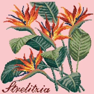 Strelitzia Needlepoint Kit Kits Elizabeth Bradley Design Pale Rose 
