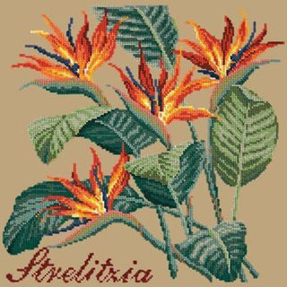 Strelitzia Needlepoint Kit Kits Elizabeth Bradley Design Sand 
