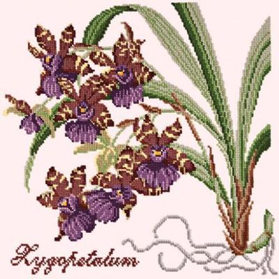 Zygopetalum Needlepoint Kit Kits Elizabeth Bradley Design Cream 