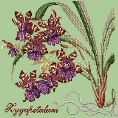 Zygopetalum Needlepoint Kit Kits Elizabeth Bradley Design Pale Green 
