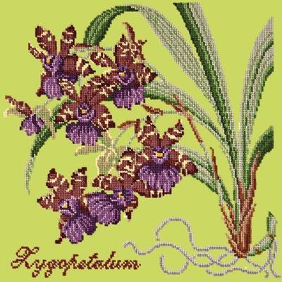 Zygopetalum Needlepoint Kit Kits Elizabeth Bradley Design Pale Lime 
