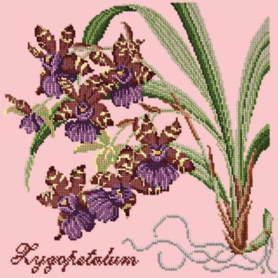 Zygopetalum Needlepoint Kit Kits Elizabeth Bradley Design Pale Rose 
