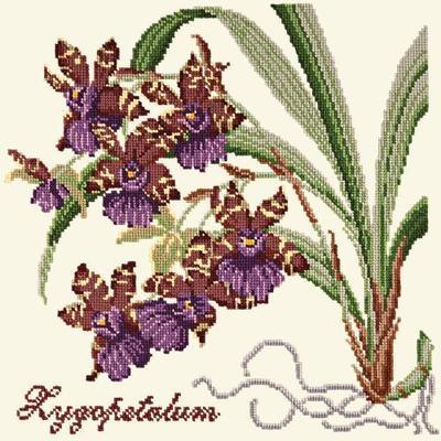 Zygopetalum Needlepoint Kit Kits Elizabeth Bradley Design Winter White 

